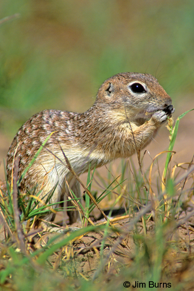 Mexican Ground Squirrel eating lunch