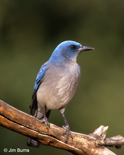 Mexican Jay ventral