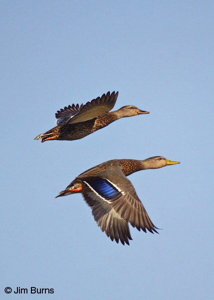 Mallard female (top) and Mexican Mallard male (bottom) in flight