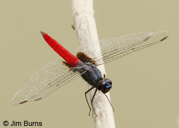 Mexican Scarlet-tail male, blue frons and wing markings, Hidalgo Co., TX, May 2012