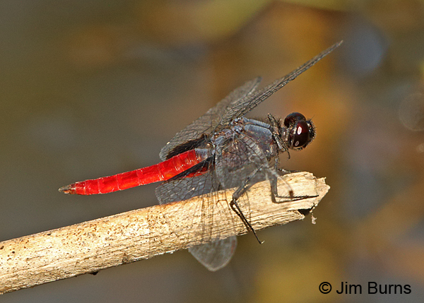 Mexican Scarlet-tail male, Hidalgo Co., TX, October 2014