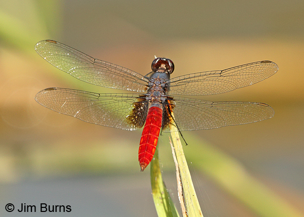 Mexican Scarlet-tail male dorsal view, Hidalgo Co., TX, October 2014