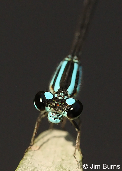 Mexican Wedgetail male face shot, Kinney Co., TX, September 2013