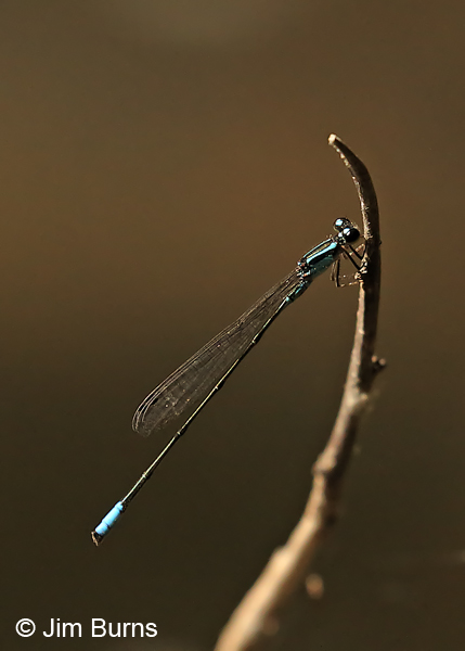 Mexican Wedgetail male on vertical twig, Hidalgo Co., TX, November 2016