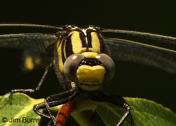 Midland Clubtail female showing unmarked face, Vilas Co., WI, June 2014