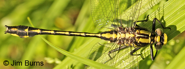 Midland Clubtail teneral male showing yellow spot on S9, Washington Co., MN, June 2014