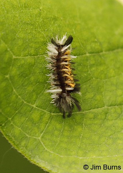 Milkweed Tussock Moth, Minnesota--9597