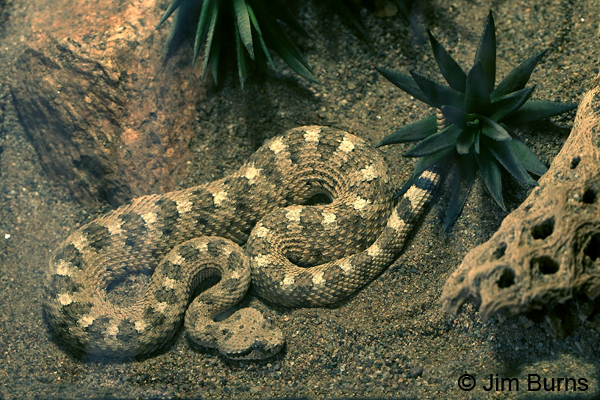 Mohave Rattlesnake #2