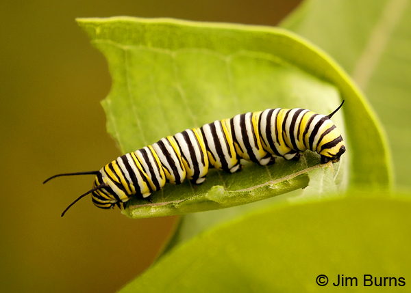 Monarch caterpillar on Milkweed, Minnesota--9563