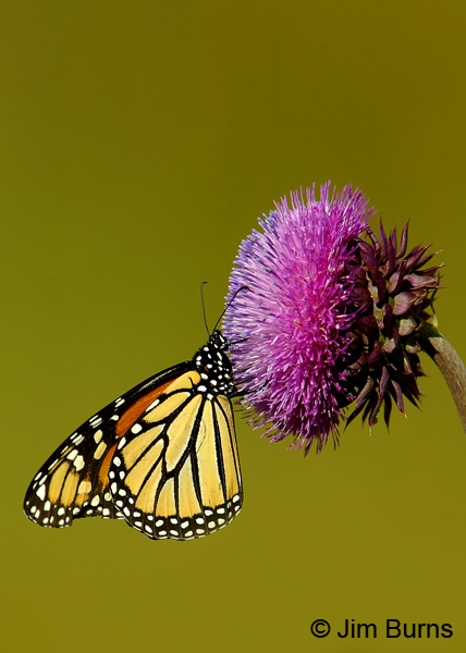 Monarch underwing at Purple Thistle, Arizona