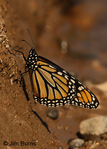 Monarch underwing at seep, Arizona