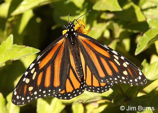 Monarch female, Arizona