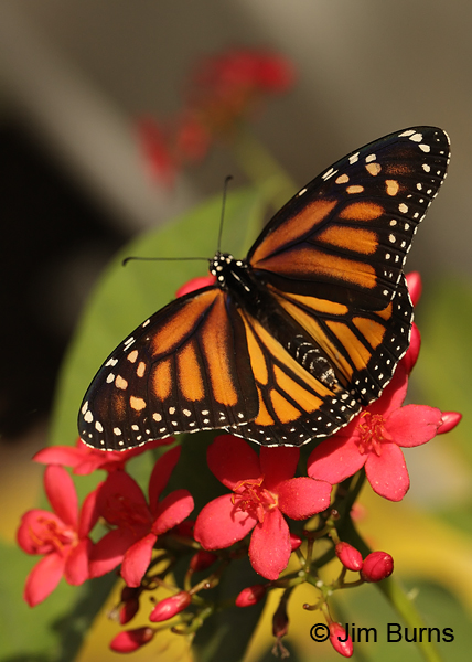 Monarch female on Spicy Jatropha, Texas