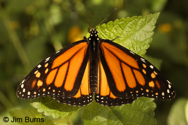 Monarch male, Arizona