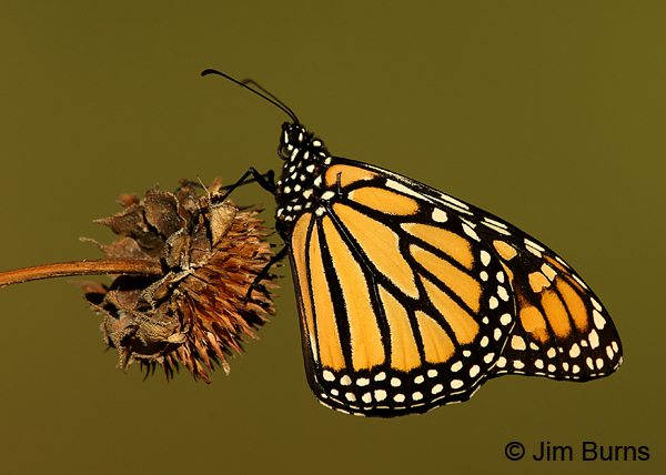 Monarch underwing on fall thistle, Arizona