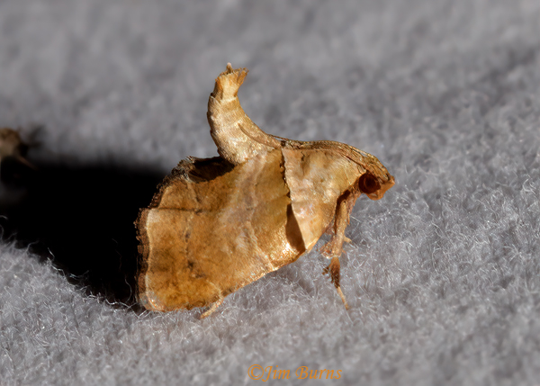 Moonseed Moth, Texas--3465