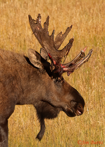 Moose bull shedding velvet, close--up--0305--#2