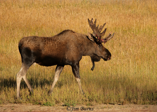 Moose bull coming out of velvet--0305