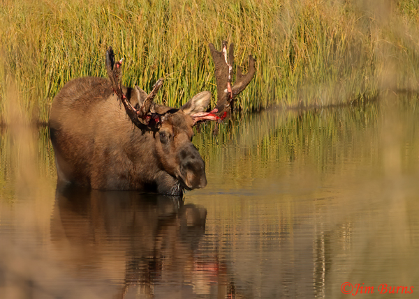 Moose bull cooling off in meadow pond--0326