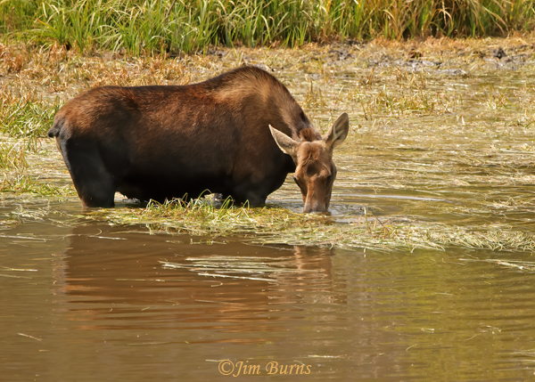Moose cow eating marsh grass--1617