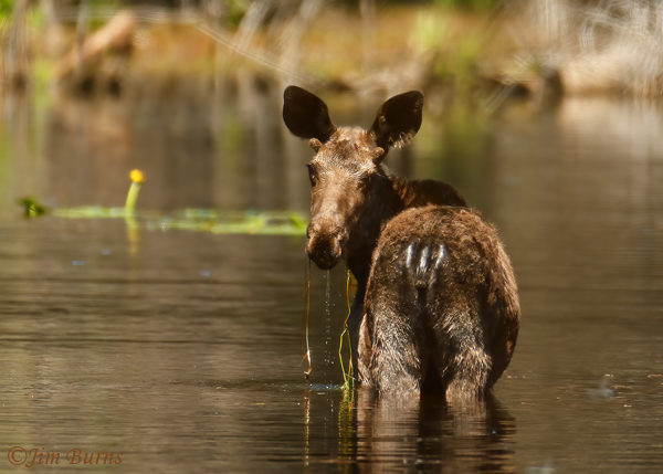 Moose spike bull eating in lily pad--7229--#2