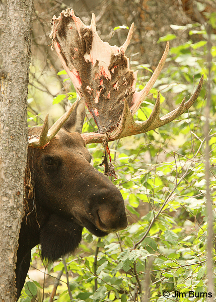 Moose bull coming out of velvet