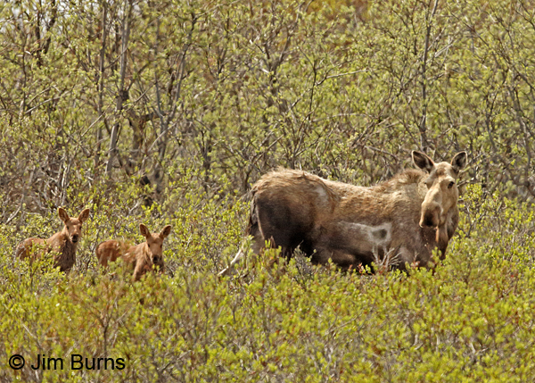 Moose cow with twins