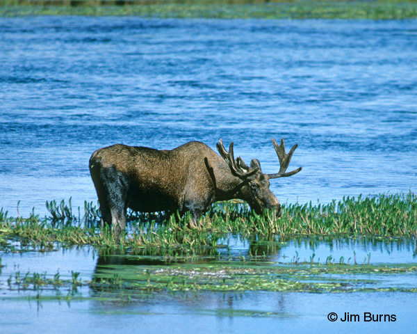 Moose bull in water