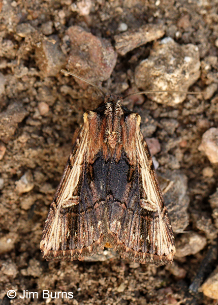 Morning Glory Prominent Moth dorsal view, Arizona