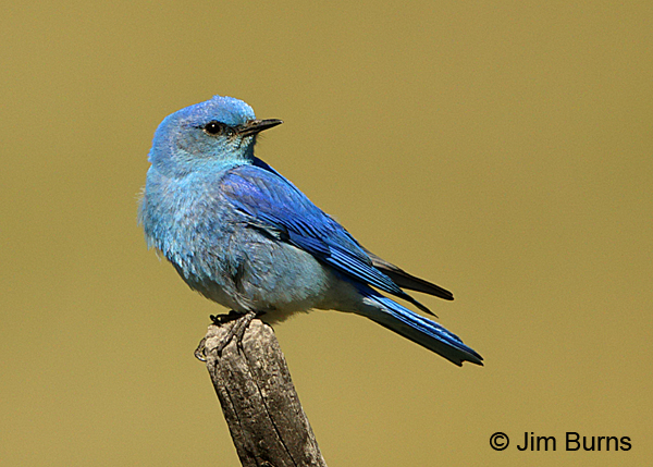 Mountain Bluebird male on post