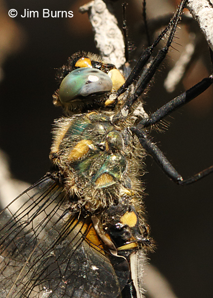 Mountain Emerald male showing furry thorax, Summit Co., UT, July 2016