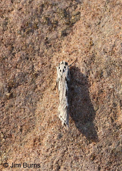 Mountain-mahogany Moth dorsal view, Arizona