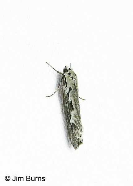 Mountain-mahogany Moth on white, Arizona