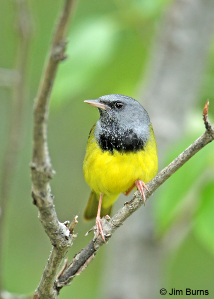 Mourning Warbler male