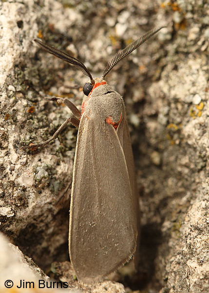 Mousey Tiger Moth, Arizona
