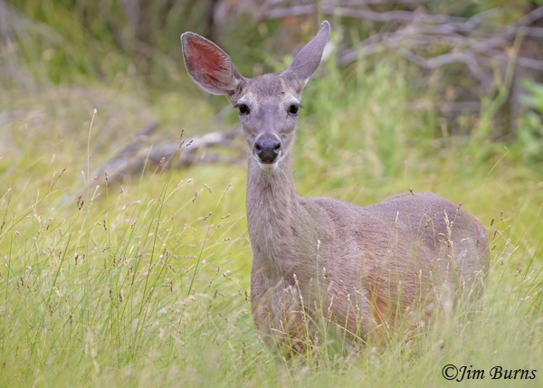 Mule Deer doe in grass--9473
