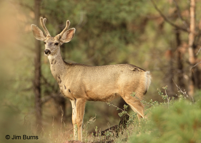 Mule Deer summer buck in velvet