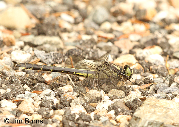 Mustached Clubtail female, Coos Co., NH, July 2014