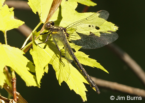 Mustached Clubtail female dorsolateral view, Rusk Co., WI, June 2014