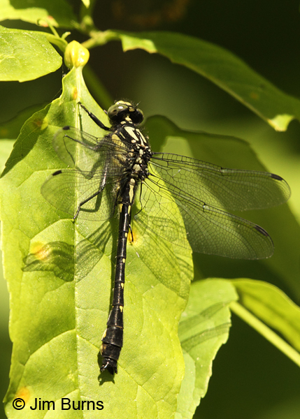 Mustached Clubtail male, Rusk Co., WI, June 2014