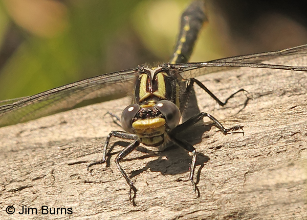 Mustached Clubtail teneral male face shot showing mustache, Rusk Co., WI, June 2014