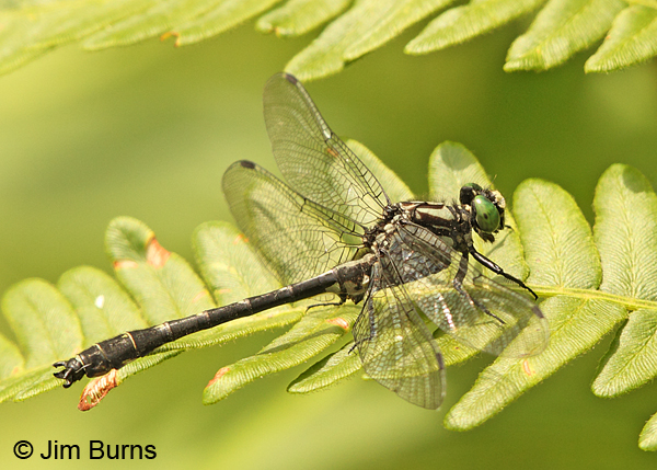 Mustached Clubtail male, Coos Co., NH, July 2014