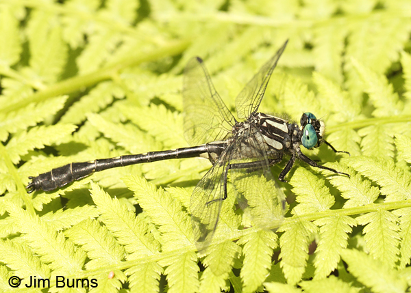 Mustached Clubtail male, Rusk Co., WI, June 2014