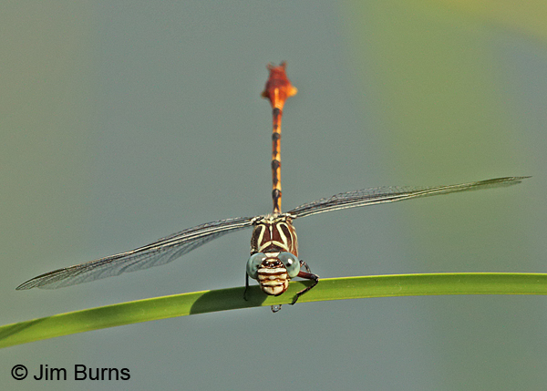 Narrow-striped Forceptail male face and thorax, Pinal Co., AZ, July 2014