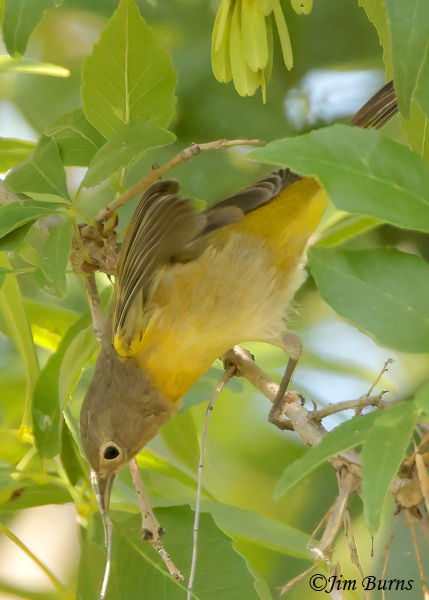 Nashville Warbler fall adult gleaning insects in Arizona Ash--7073