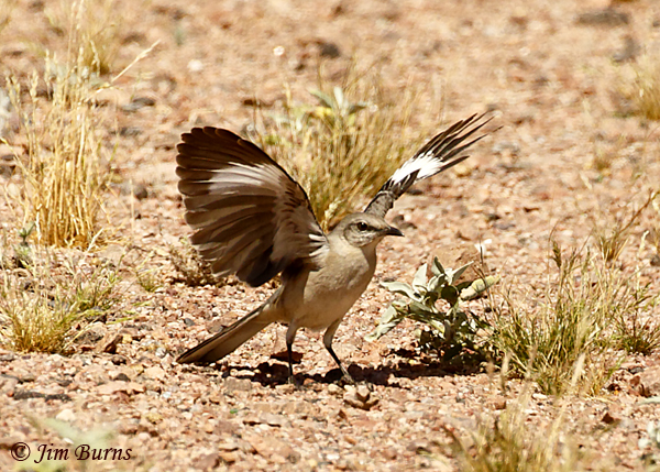 Northern Mockingbird wing flashing to flush insect prey--2126