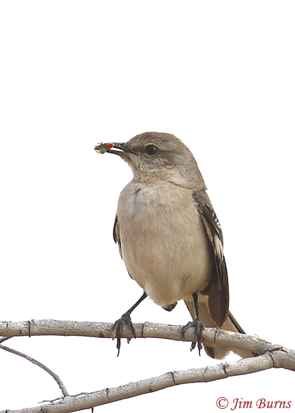 Northern Mockingbird with insects for nestlings--3539