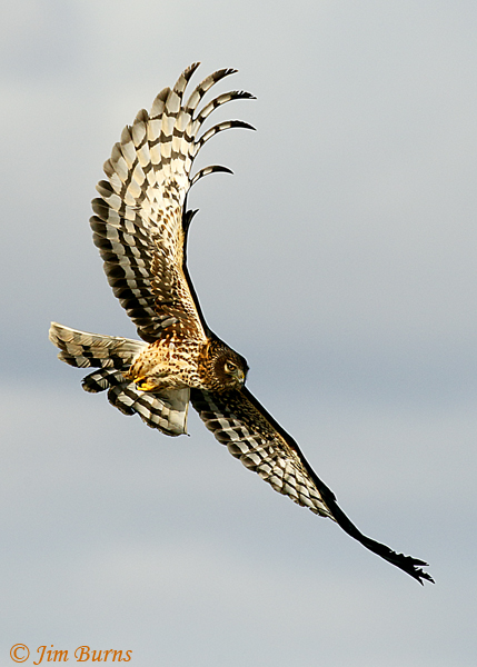 Northern Harrier adult female, fingers in the sky--6665
