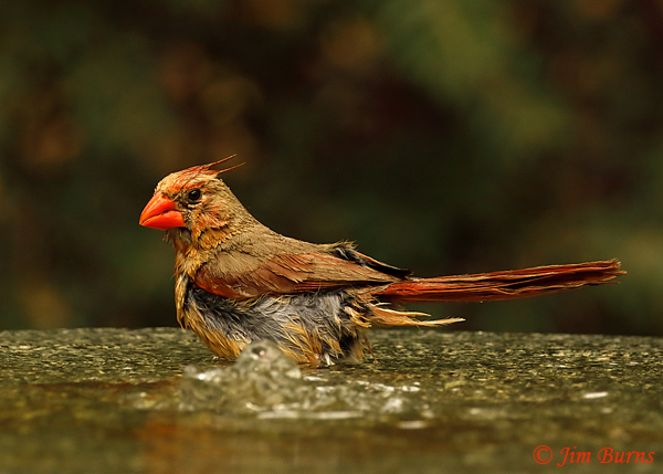 Northern Cardinal juvenile male bathing--4388