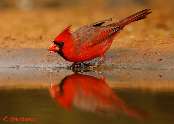 Northern Cardinal male drinking--8302